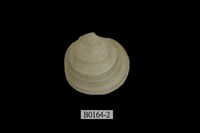 藏品(小滿月蛤 )的圖片